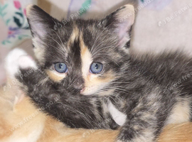 5 week old kitten 1 girl left