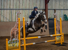 Muirdrum Cruz - Stallion