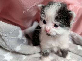 Very pretty kittens, wormed/flead/litter trained &pound;80