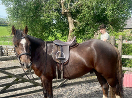 Welsh Sec C 3yr gelding