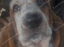 Female basset
