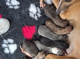 Whippet Puppies