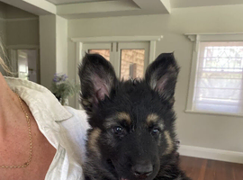 blessed with two healthy purebred German Shepherds