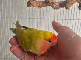 Handreared Female Lovebird