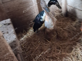 Indian runner ducks