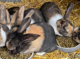 Dutch Baby Rabbits