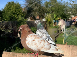 Iranian pigeon pair