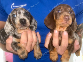 Miniature dachshund puppies kc registered