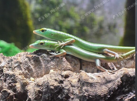 Emerald tree skink cb26