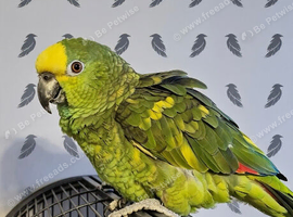 Oscar the yellow crowned Amazon