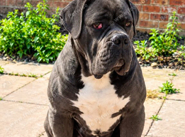Cane corso