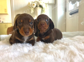2 Chocolate and tan boys left!!