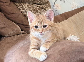 Gorgeous ginger and white boy kitten