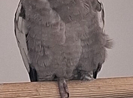 Beautiful cockatiel