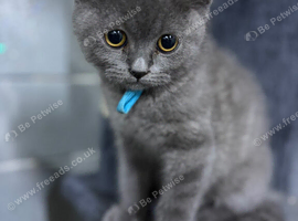 Chunky Male BSH kitten ready now! FULLY VACCINATED