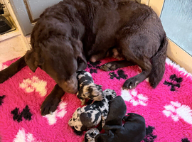 Labrador puppies