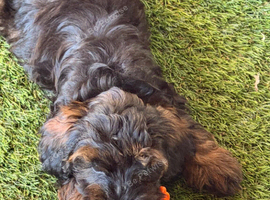 Cockapoodle