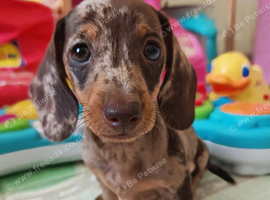 Harlequin Dachshund Puppies