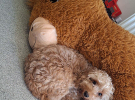 F1 cockapoo miniature cross westie