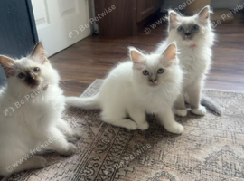 White Ragdoll Kittens with Beautiful Blue Eyes Microchipped & Vet Checked