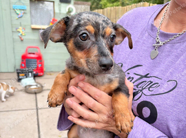 Jack Russel x Chihuahua puppys  x5 male