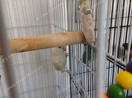 Mixed sex love birds
