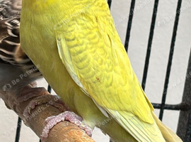 2x male budgies
