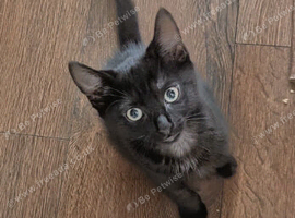 2 kittens looking for their forever home.