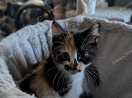 Beautiful female kitten