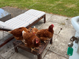 Hen Coop, Large Walk-in Enclosure, 6 laying hens and Accessories