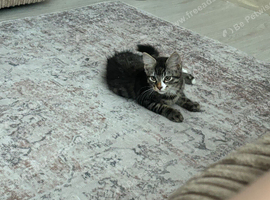 1 male kitten left