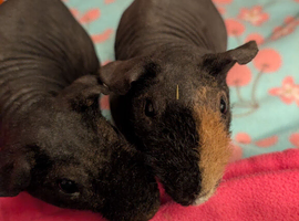 Skinny pigs