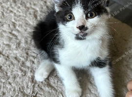 Adorable Black & White Tuxedo Kitten Looking for a Forever Home!