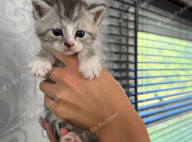 BOY Mainecoon cross kitten