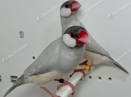 Beautiful pair of silver java sparrow for sale