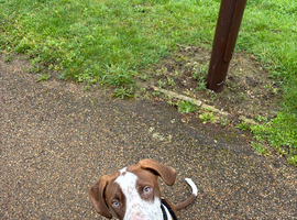 Rocco 9mo
