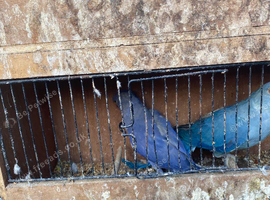 Indian ringnecks