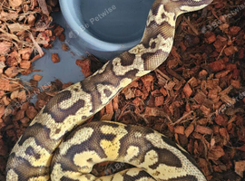 Firefly yellowbelly