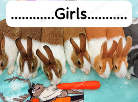 Baby Dutch Rabbits