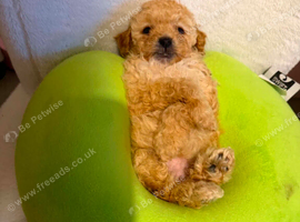 Cavapoo puppies