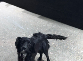 Cocker spaniel collie
