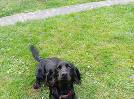 Cocker spaniel pup looking for new home