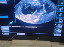 Canine ultrasound scanning