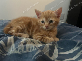 3 beautiful kittens looking for a new home