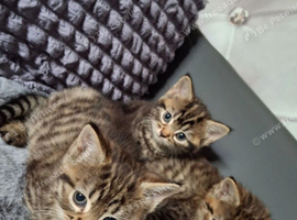 4 beautiful kittens Females 8wks old