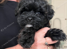 Male Maltipoo 8 weeks old