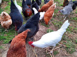 CHICKENS AVAILABLE AT POL