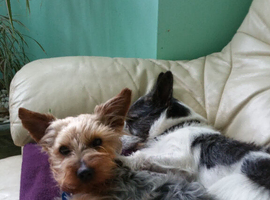 Looking to adopt