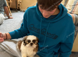 Our little boy shih tzu
