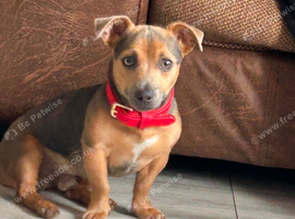 Blue jack russell